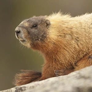 Yellowstone National Park, Wyoming, USA. Yellow-bellied marmot keeping a watch with