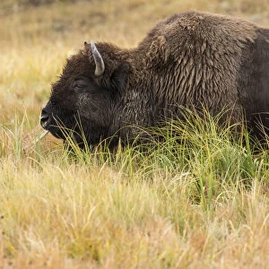 Yellowstone National Park, Wyoming, USA. American bison grazing in the tall grass