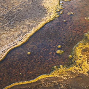 Yellowstone National Park, Wyoming, USA. Thermal bacteria mat