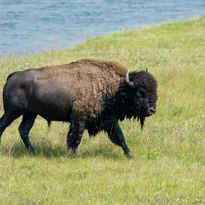 Parque Nacional Yellowstone, Wyoming, EE. UU. Búfalo húmedo después de nadar en el río Yellowstone. Parque Nacional Yellowstone, Wyoming, EE. UU. Búfalo húmedo después de nadar en el río Yellowstone.