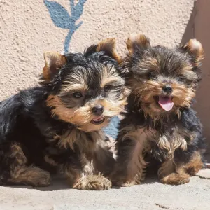 Yorkshire Terrier Puppies Print Yorkshire Terrier Puppies Print