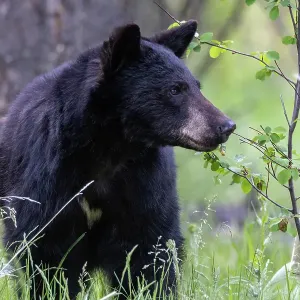 Young black bear at the National Bison Range in Moiese, Montana, USA. (Editorial Use Only) Young black bear at the National Bison Range in Moiese, Montana, USA. (Editorial Use Only)