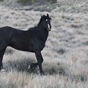 Young black stallion prancing