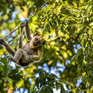 A young Capuchin Monkey hangs with his prehensile tail from a diagonal vine in the Brazilian Pantanal