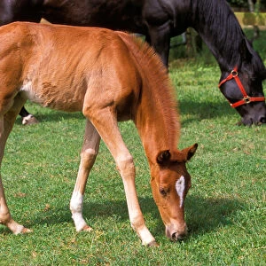 Young colt feeds in a field near a larger black horse