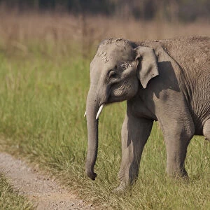 Young one of Indian / Asian Elephant, Corbett National Park, India