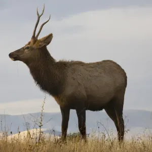 Young Male Elk Print, National Bison Range, Montana Young Male Elk Print, National Bison Range, Montana
