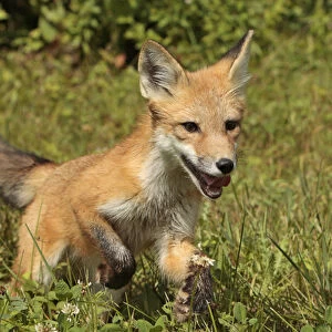 Young red fox running, Vulpes vulpes