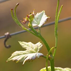 Very young small leaves in spring on the tip of a Merlot vine Chateau Paloumey Haut-Medoc