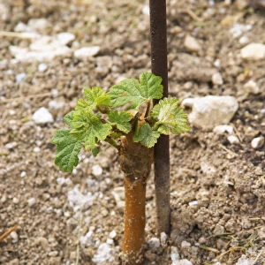 a very young vine first year after plantation in sandy soil at the experimental vineyard