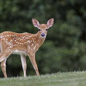 Very young white-tailed deer fawn