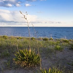 Yucca plants on Long Beach in Stratford, Connecticut. Adjacent to the Great Meadows