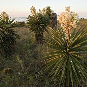 Yucca or Spanish Dagger (Yucca treculeana) in bloom, south Texas on the Laguna Madre (bay)