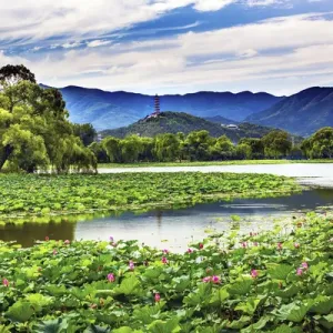 Yue Feng Pagoda Print: Pink Lotus Pads Garden Reflection Yue Feng Pagoda Print: Pink Lotus Pads Garden Reflection