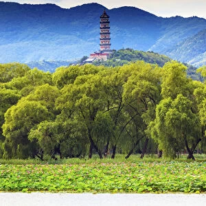 Yue Feng Pagonda Pink Lotus Pads Garden Willow Trees Summer Palace Beijing China
