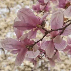 Yulan Magnolia blossoms, Cave Hll Cemetery, Louisville, Kentucky