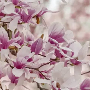 Yulan Magnolia tree blossoms, Louisville, Kentucky