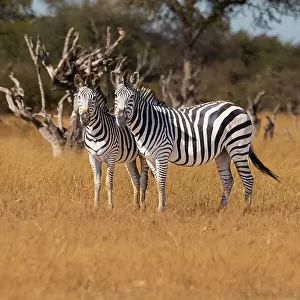 Zebras. Camelthorn Lodge. Hwange National Park. Zimbabwe