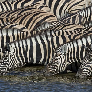 Zebras lined up drinking at waterhole, Etosha National Park