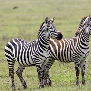 Two zebras stand side by side, alert, one fully adult and the the second nearly adult