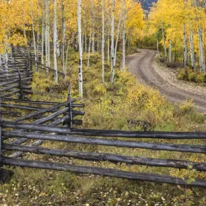Colorado Fall Landscape Print: Zig Zag Rail Fence and Golden Aspen Trees Colorado Fall Landscape Print: Zig Zag Rail Fence and Golden Aspen Trees