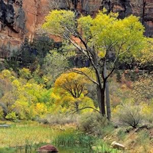 Zion National Park, Utah. USA. Fremont cottonwoods (Populus fremonti) & spring-fed