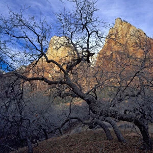 Zion National Park, Utah. USA. Oak trees in winter. Court of the Patriarchs. Zion Canyon