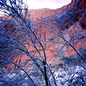 Zion National Park, Utah. USA. Snow on trees below vertical cliffs near Upper Emerald Pools
