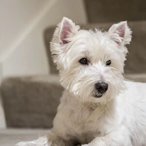 Zipper, a Westie, reclining by the stairs. (PR)