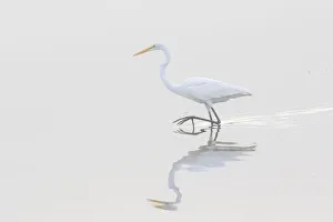 Shorebird Prints: 00688-02218 Great Egret (Ardea alba) in wetland in fog, Marion Co. IL