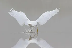 Wading Bird Prints: 00688-02317 Great Egret (Ardea alba) fishing in wetland in fog, Marion Co. IL