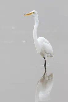 Shorebird Prints: 00688-02511 Great Egret (Ardea alba) feeding in wetland in fog, Marion Co. IL