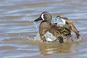 Illinois Prints: 00722-02802 Blue-winged Teal (Anas discors) male bathing in wetland, Marion Co. IL