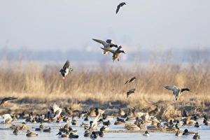 00729-02314 Mallards (Anas platyrhynchos) flying from wetland, Marion Co. IL
