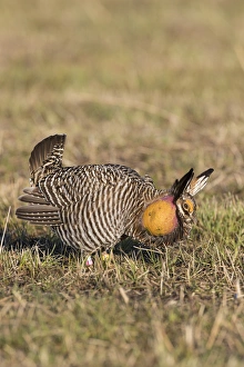 00842-04820 Greater Prairie-Chicken (Tympanuchus cupido) male displaying / booming