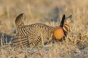 Grouse Prints: 00842-05001 Greater Prairie-Chicken (Tympanuchus cupido) male displaying / booming