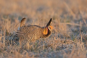 Grouse Prints: 00842-05010 Greater Prairie-Chicken (Tympanuchus cupido) male displaying / booming