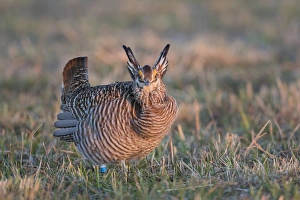 Grouse Prints: 00842-05304 Greater Prairie-Chicken (Tympanuchus cupido) male displaying / booming