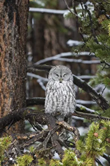 Images Dated 4th October 2016: 01128-00104 Great Gray Owl (Strix nebulosa) Yellowstone National Park, WY