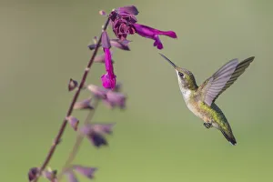 Iridescent Prints: 01162-15106 Ruby-throated Hummingbird (Archilochus colubris) at Salvia Love
