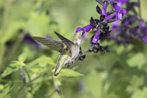 Iridescent Prints: 01162-15111 Ruby-throated Hummingbird (Archilochus colubris) at Amistad Salvia (Salvia