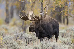 Images Dated 29th September 2016: 01979-00505 Moose (Alces alces) bull in fall, Grand Teton National Park, WY