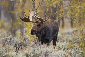 Images Dated 29th September 2016: 01979-00509 Moose (Alces alces) bull in fall, Grand Teton National Park, WY