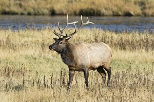 01980-03017 Elk (Cervus elaphaus) bull male, Yellowstone National Park, WY