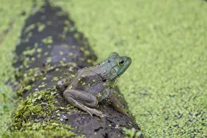 Duckweed Prints: 02471-00606 American Bullfrog (Lithobates catesbeianus) in pond with duckweed Marion Co