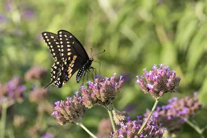 Images Dated 14th July 2016: 03009-01914 Black Swallowtail (Papilio polyxenes) male on Brazilian Verbena (Verbena