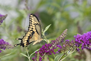 Nectaring Prints: 03017-01419 Giant Swallowtail (Papilio cresphontes) on Butterfly Bush (Buddleja davidii) Marion Co