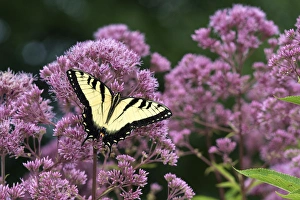 03023-03008 Eastern Tiger Swallowtail (Papilio glaucaus) on Joe Pye Weed (Eutrochium