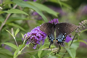 Alighting Prints: 03023-03206 Eastern Tiger Swallowtail (Papilio glaucaus) female (black form) on Butterfly Bush