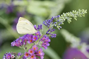 03061-00320 Cabbage White (Pieris rapae) on Butterfly Bush (Buddleja davidii) Marion Co